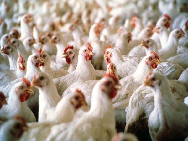 Бизнесмены из Ирака инвестируют $15 млн. в производство курятины на Киевщине